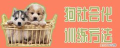 狗社会化训练方法，幼犬社会化训练