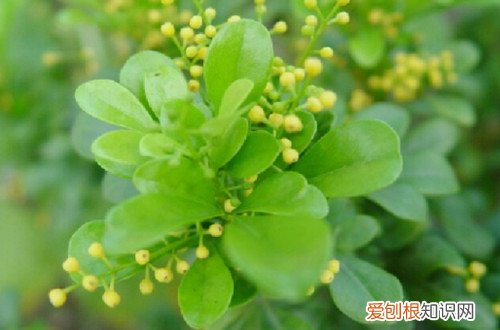 米兰开花为什么不香了是什么原因 米兰开花不香是怎么回事？