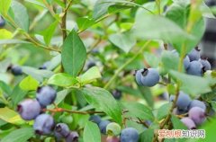 蓝莓盆栽能结果吗 蓝莓树种植几年后可以挂果？挂果后怎么养护？