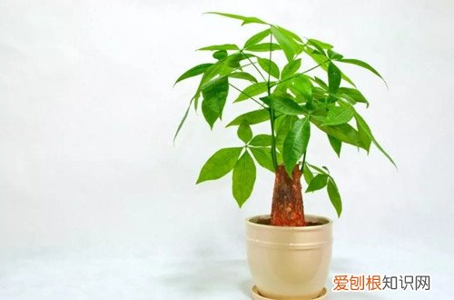发财树只长叶子,不长个头怎么回事呢 发财树只长叶子，不长个头怎么回事？