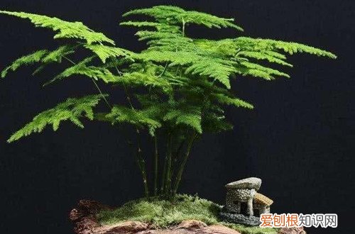 如何让文竹叶子变绿 文竹叶子不绿怎么办？可以这样做，不用多久就能恢复！