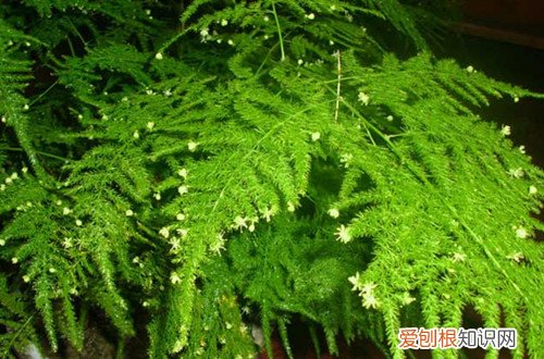 如何让文竹叶子变绿 文竹叶子不绿怎么办？可以这样做，不用多久就能恢复！