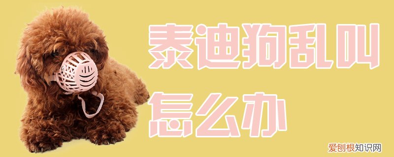 泰迪狗乱叫怎么办，泰迪总是乱叫怎么办