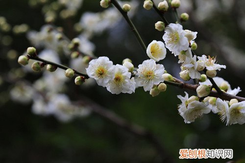 梅花树桩发芽了又枯萎怎么办 梅花叶子发黄掉落后变光桩，不知道是死是活，还能救吗？