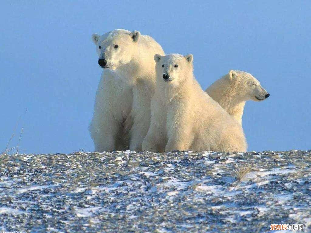 北极熊怀孕多久才生 ，北极熊产子？