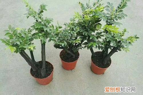 小叶紫檀叶子发黑干枯是怎么了呀?怎么救活 小叶紫檀叶子发黑干枯是怎么了呀?怎么救?