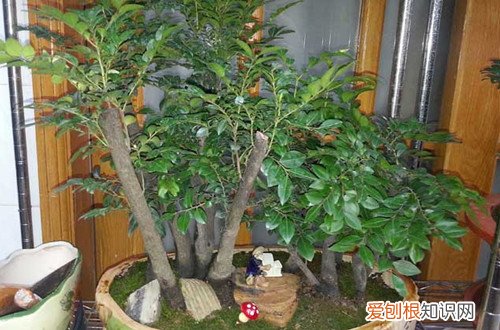 小叶紫檀叶子发黑干枯是怎么了呀?怎么救活 小叶紫檀叶子发黑干枯是怎么了呀?怎么救?