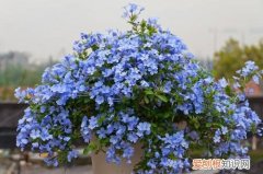 蓝雪花花苞黑了怎么回事 蓝雪花花苞变黑怎么办？怎么处理？