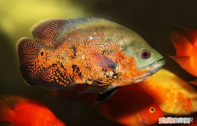 怎样养观赏鱼不让他们生病了视频讲解 ，怎样养观赏鱼不让他们生病了视频教学？