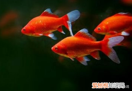 怎样养观赏鱼不让他们生病了视频讲解 ，怎样养观赏鱼不让他们生病了视频教学？