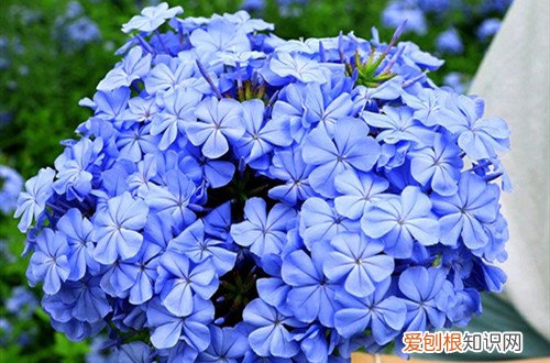 蓝雪花长叶子不开花 蓝雪花的花期是什么时候？不开花怎么办？