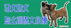 马犬幼犬怎么训练大小便，幼犬如何训练大小便