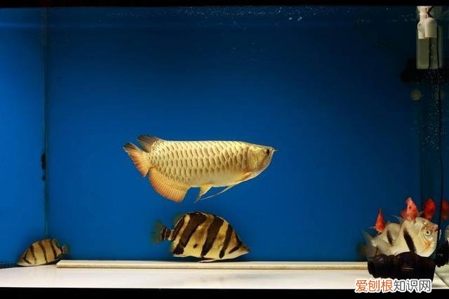 观赏鱼喂什么发色好 ,观赏鱼发色的秘密我只告诉你!?