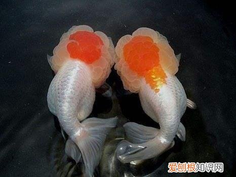 观赏鱼喂什么发色好 ,观赏鱼发色的秘密我只告诉你!?