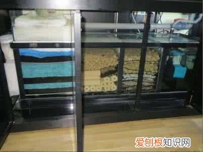 观赏鱼喂什么发色好 ,观赏鱼发色的秘密我只告诉你!?