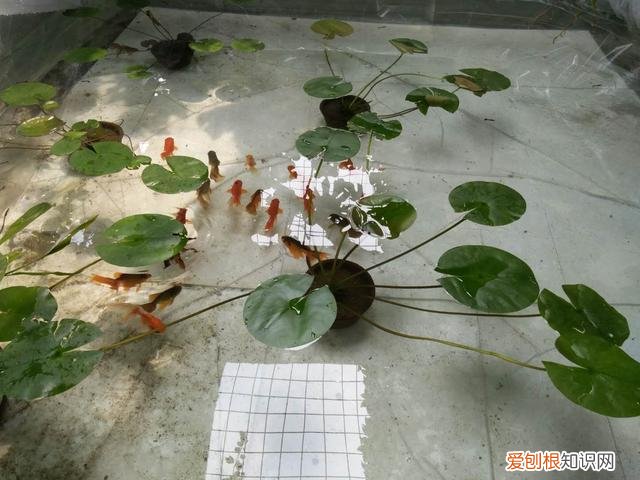 观赏鱼喂什么发色好 ,观赏鱼发色的秘密我只告诉你!?