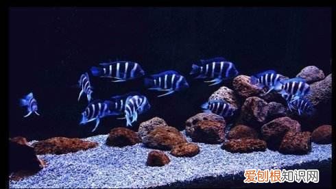 观赏鱼喂什么发色好 ,观赏鱼发色的秘密我只告诉你!?