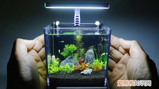 小鱼缸养什么宠物?这5种适合在迷你水族箱饲养的 ，小鱼缸养什么宠物?这5种适合在迷你水族箱饲养的鱼？