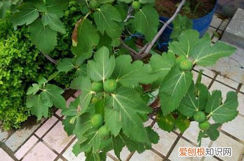 无花果叶枯萎 无花果叶子干枯怎么办？什么原因？怎么救？