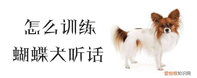 怎么训练蝴蝶犬听话，蝴蝶犬不听话能打吗