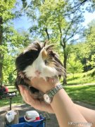 荷兰猪一直乱窜 ，荷兰猪为什么会拉稀这是怎么造成的？