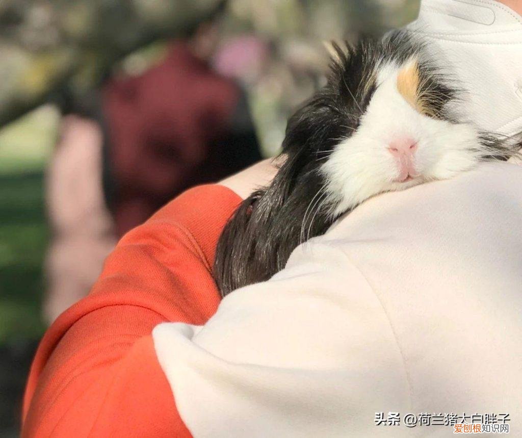 荷兰猪一直乱窜 ，荷兰猪为什么会拉稀这是怎么造成的？