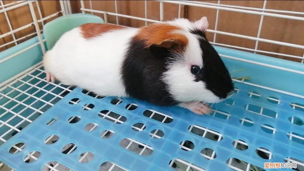 荷兰猪怎么养殖技术 ，荷兰猪怎么养才听话？