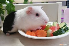 荷兰猪怎么养殖技术 ，荷兰猪怎么养才听话？