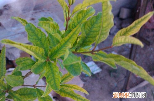 石榴树卷叶是怎么回事 石榴树叶子卷曲什么原因？有可能是这五个原因引起！