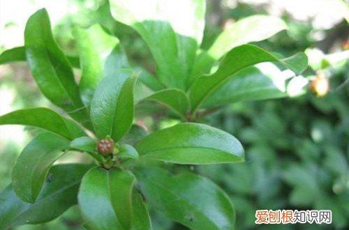 石榴树卷叶是怎么回事 石榴树叶子卷曲什么原因？有可能是这五个原因引起！