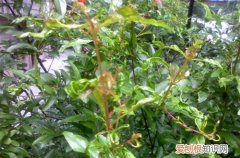 石榴树卷叶是怎么回事 石榴树叶子卷曲什么原因？有可能是这五个原因引起！