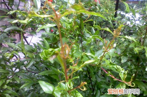 石榴树卷叶是怎么回事 石榴树叶子卷曲什么原因？有可能是这五个原因引起！