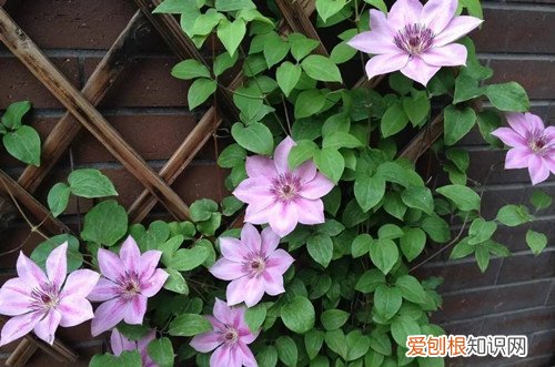 铁线莲叶边干枯是什么原因 铁线莲叶子干枯怎么办？有可能是这五个原因引起的！