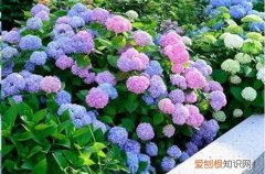 无尽夏叶子枯萎怎么办?怎么救治 无尽夏叶子枯萎怎么办？怎么救？