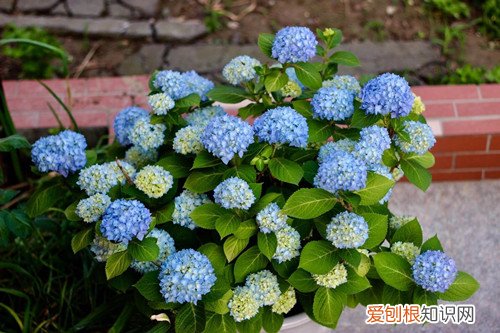 无尽夏叶子枯萎怎么办?怎么救治 无尽夏叶子枯萎怎么办？怎么救？