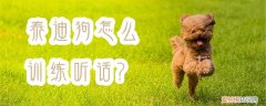 泰迪狗怎么训练听话，怎样养泰迪狗让泰迪狗乖巧听话的训练方法