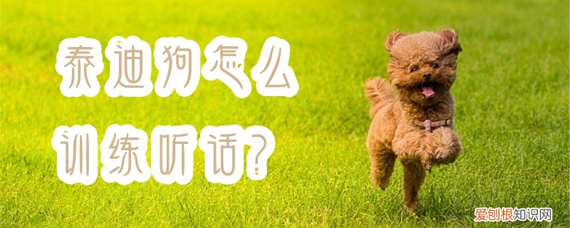 泰迪狗怎么训练听话，怎样养泰迪狗让泰迪狗乖巧听话的训练方法