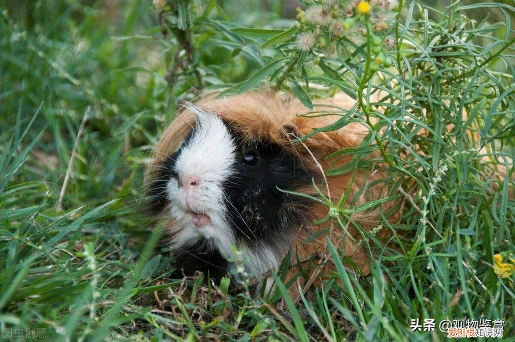 荷兰猪养起来麻烦吗 ，荷兰猪好活吗？