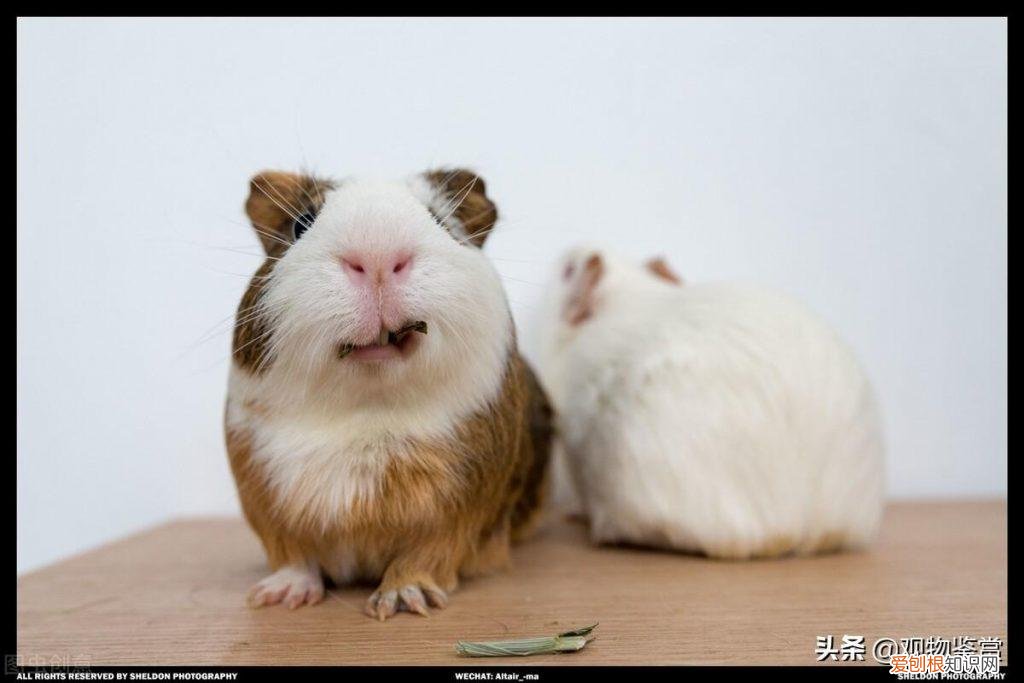 荷兰猪养起来麻烦吗 ，荷兰猪好活吗？