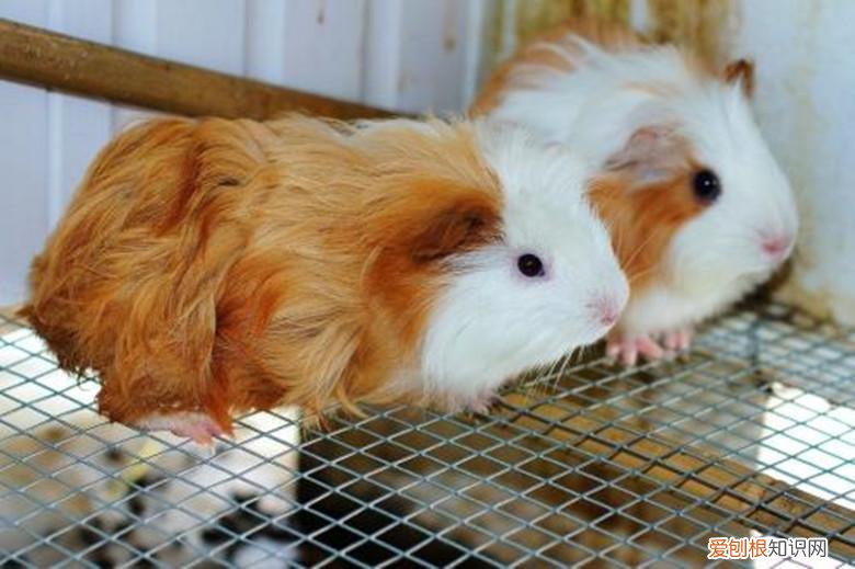 养荷兰猪需要注意的事项 ,养荷兰猪的乐趣?