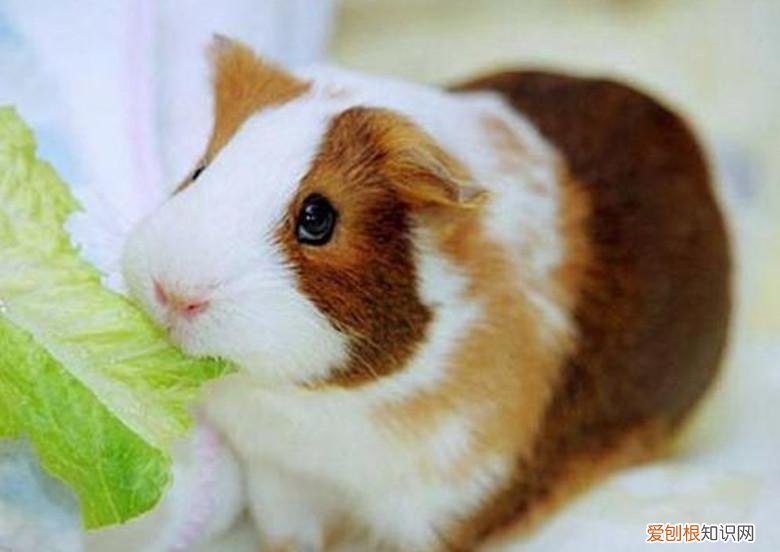 养荷兰猪需要注意的事项 ,养荷兰猪的乐趣?