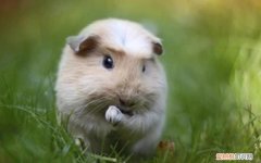 养荷兰猪需要注意的事项 ，养荷兰猪的乐趣？