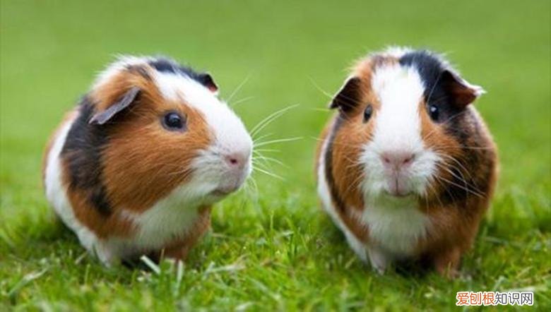 养荷兰猪需要注意的事项 ,养荷兰猪的乐趣?