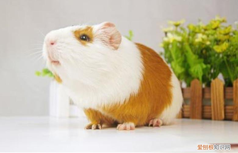 养荷兰猪需要注意的事项 ,养荷兰猪的乐趣?