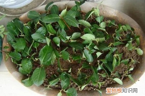 金银花可以扦插吗怎样扦插 金银花怎么扦插才能提高成活率呢？