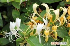 金银花可以扦插吗怎样扦插 金银花怎么扦插才能提高成活率呢？