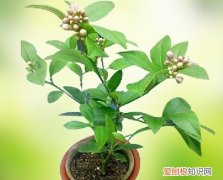 柠檬树长的单枝应该如何修剪 柠檬树要合理修剪，有利于发侧枝和开花结果！