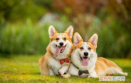 柯基遛多久合适 柯基多大可以出去遛