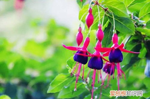 倒挂金钟叶子蔫下垂花苞干枯 倒挂金钟花苞干枯怎么办?还有救吗?