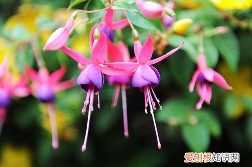 倒挂金钟叶子蔫下垂花苞干枯 倒挂金钟花苞干枯怎么办?还有救吗?